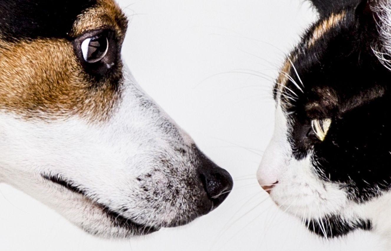 Animaux de compagnie